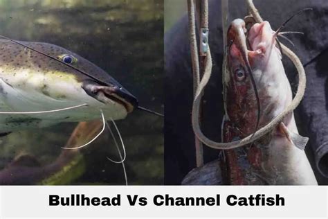 channel catfish vs bullhead